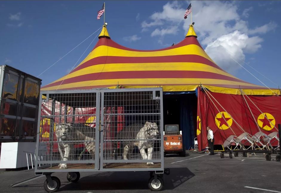 Временный выезд цирка на гастроли в Германию
